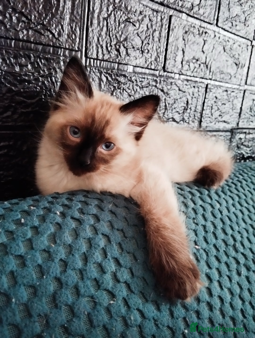 Ragdoll cats for sale: Traditional Ragdolls and Mink Ragdolls in Daventry - Image 20
