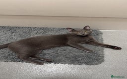 Mixed Breed cats for sale: Russian blue mix for rehome - Image 9