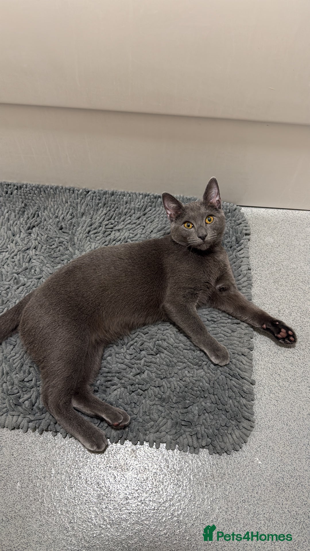 Mixed Breed cats for sale: Russian blue mix for rehome - Image 9