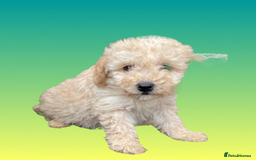 Cockapoo dogs for sale: F1B cockapoo puppys - Image 21