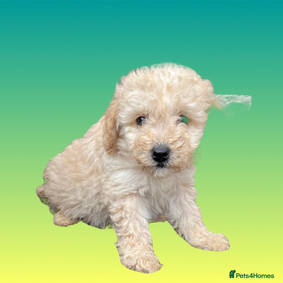 Cockapoo dogs for sale: F1B cockapoo puppys - Image 21