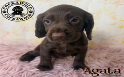 Cocker Spaniel dogs for sale: 🖤 Quality Cocker Spaniels 🖤 Ready Now 🖤 - Image 15