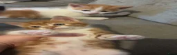 Mixed Breed cats for sale: Beautiful kittens for sale  - Advert 6