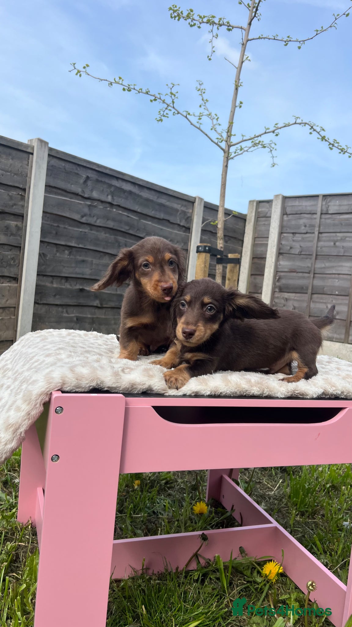 Miniature Dachshund dogs 📢Reduced – Last Mini Longhair Boy Available  - Advert 14