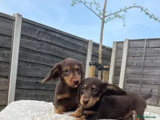 Miniature Dachshund dogs 📢Reduced – Last 2 Mini Longhair Boy’s Available - Advert 18