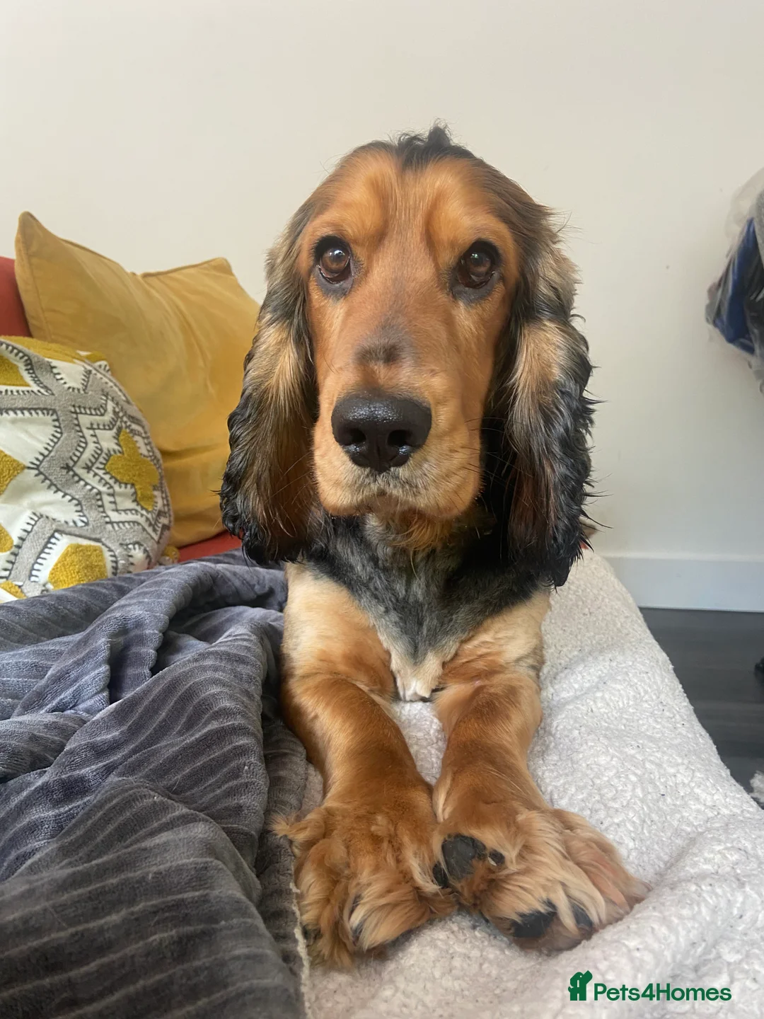 Cocker Spaniel dogs for stud: *For stud* Ringo the cocker spaniel - Advert 12