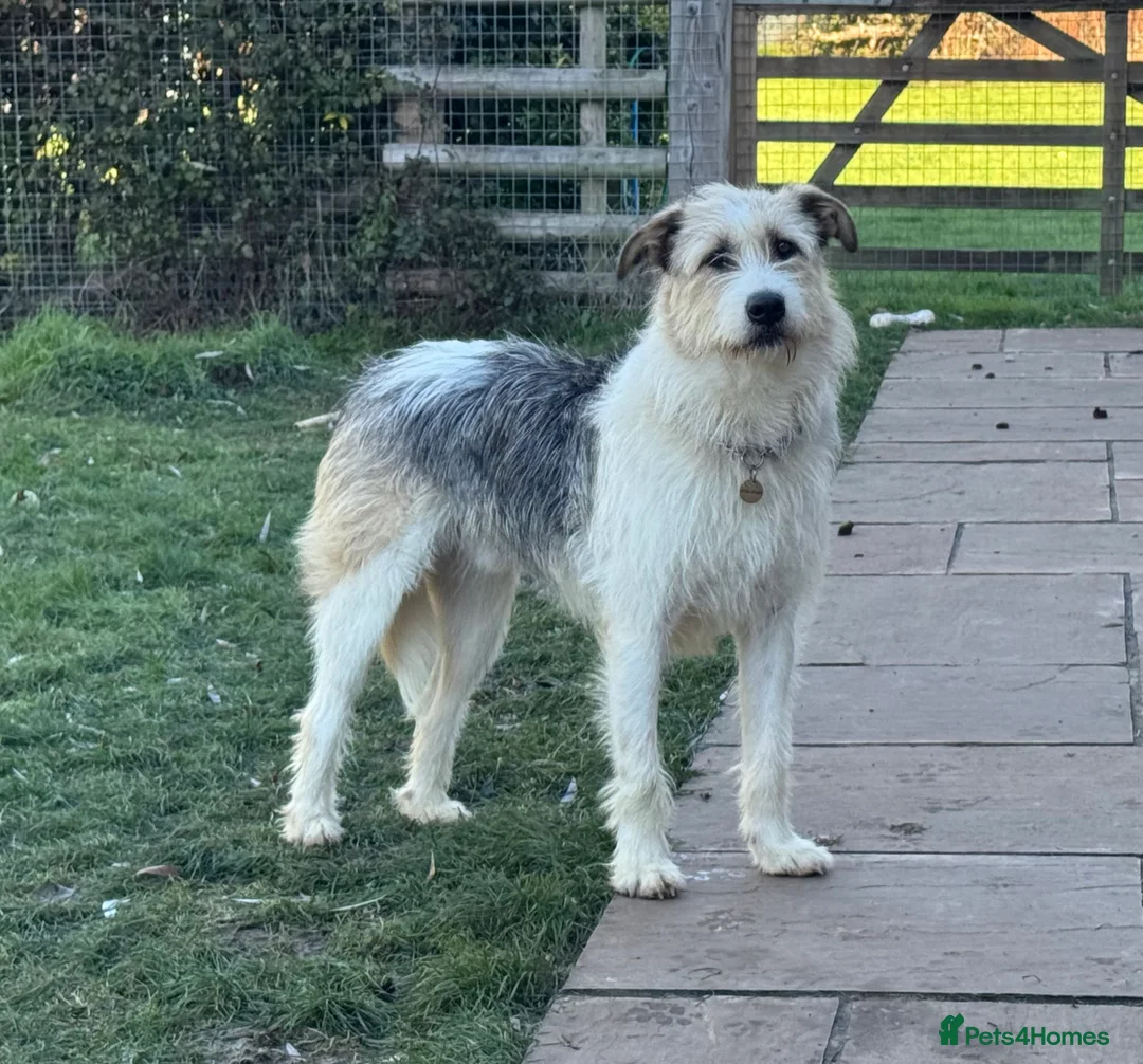 Mixed Breed dogs for adoption: Hershey ( and brother Harley )  - Advert 19