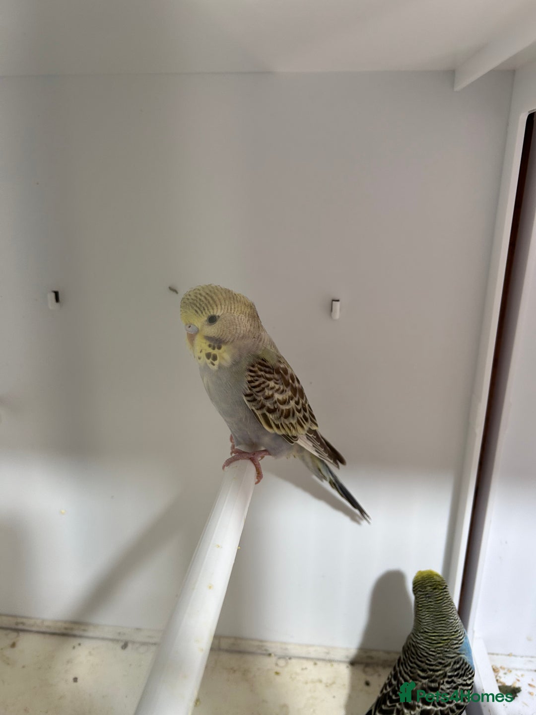 Budgerigars birds for sale: Stunning baby rainbow/pied budgies  in Luton - Image 12