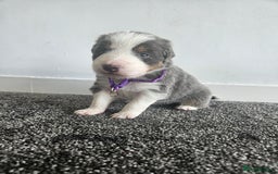 Border Collie dogs for sale: 2 border Collie Pups available  - Image 3