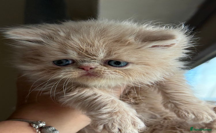 Persian cats - Advert 4