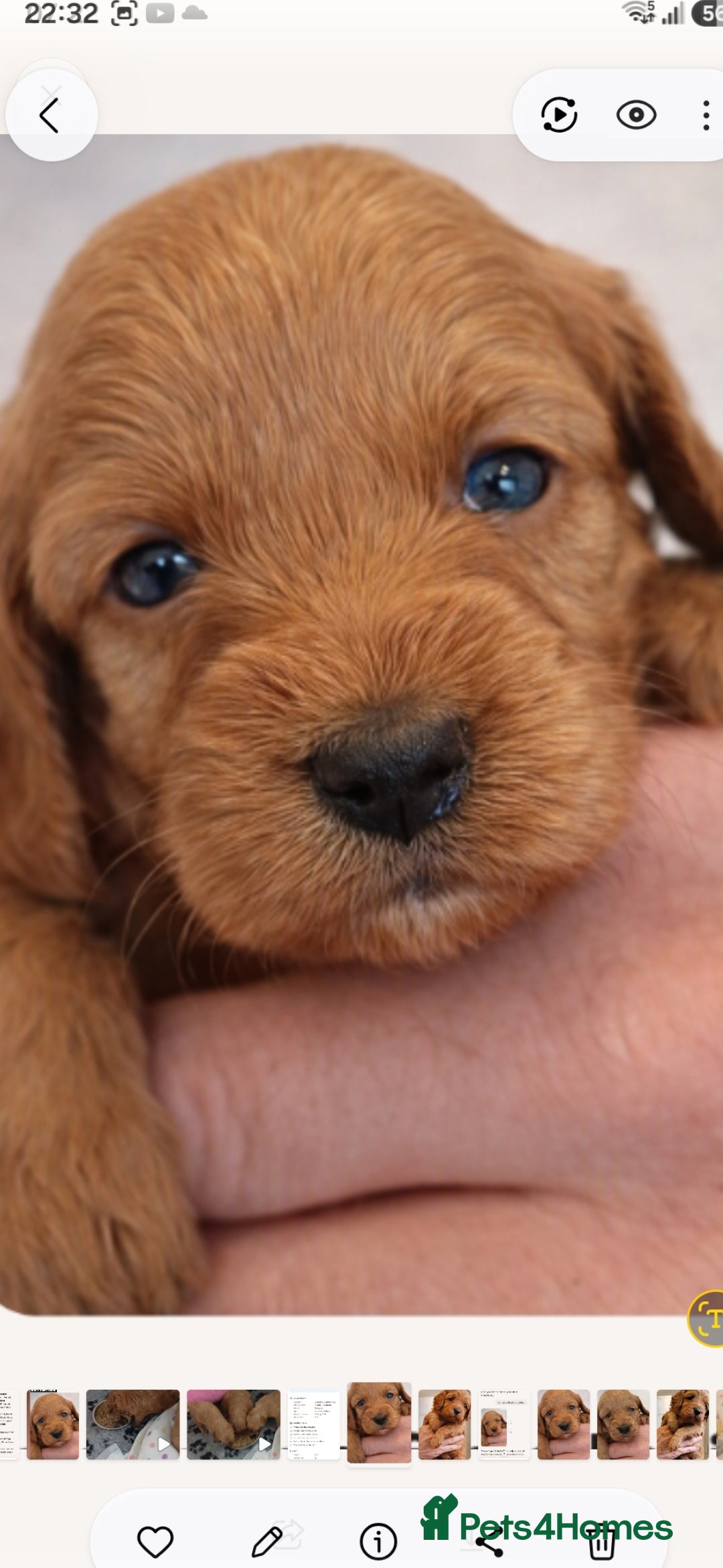 Cavapoo dogs HEALTH-TESTED CAVAPOOS. - Advert 2