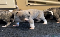 Whippet dogs for sale: Beautiful KC Whippet pups 5 boys - Image 21
