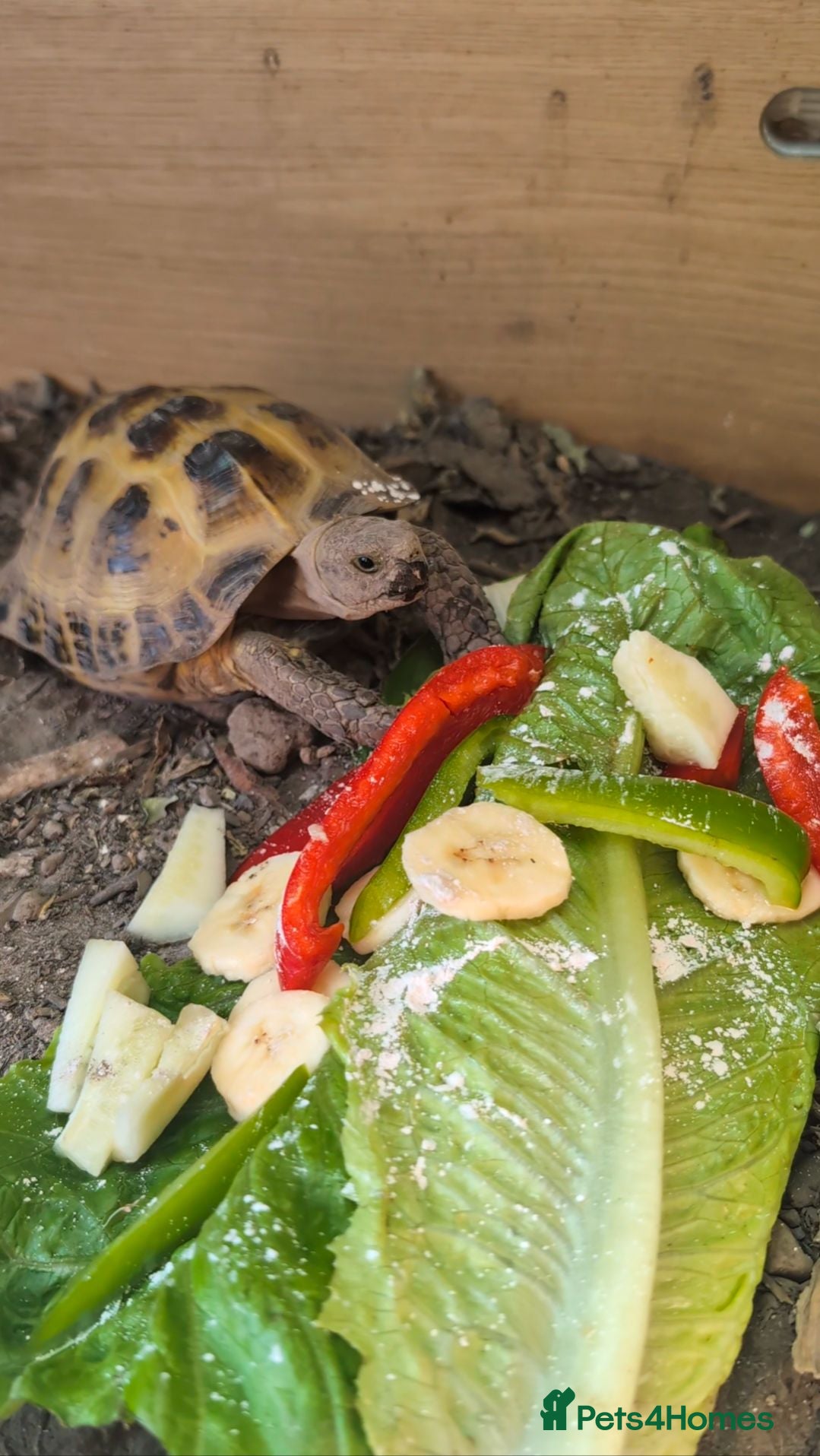 Tortoise reptiles Tortoise  - Advert 14