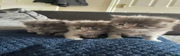 Mixed Breed cats for sale: Gorgeous Russian blue x - Advert 2