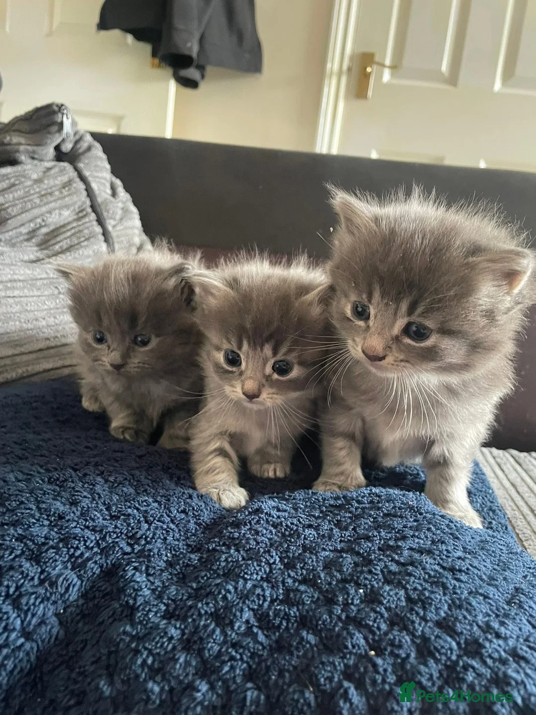Mixed Breed cats for sale: Gorgeous Russian blue x - Advert 2