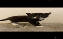 Mixed Breed cats for sale: Kittens ready now  - Image 10
