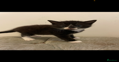 Mixed Breed cats - Advert 11
