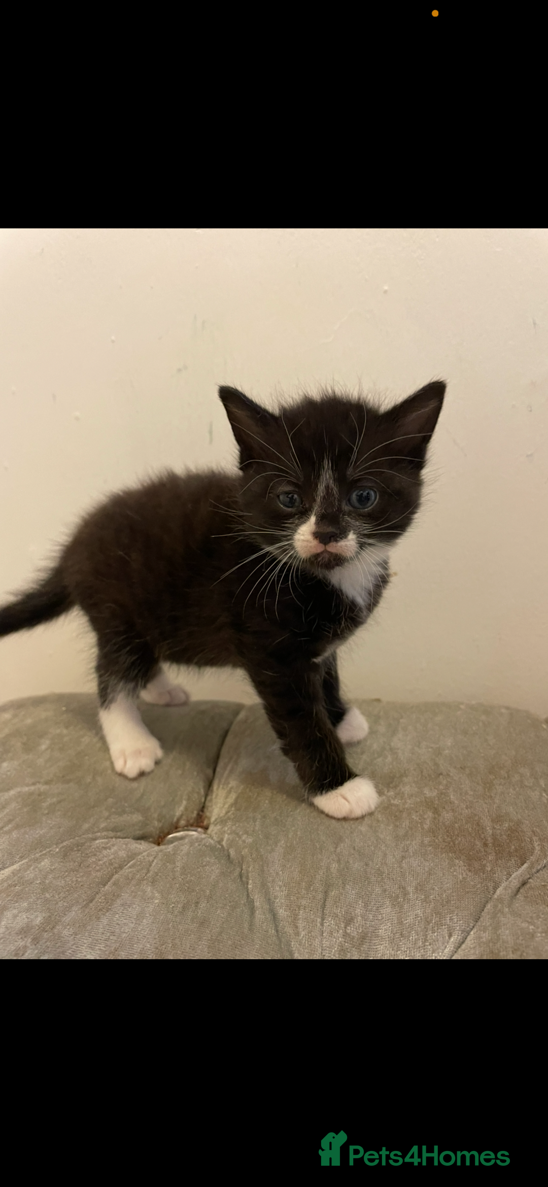 Mixed Breed cats for sale: Kittens ready now  - Image 10