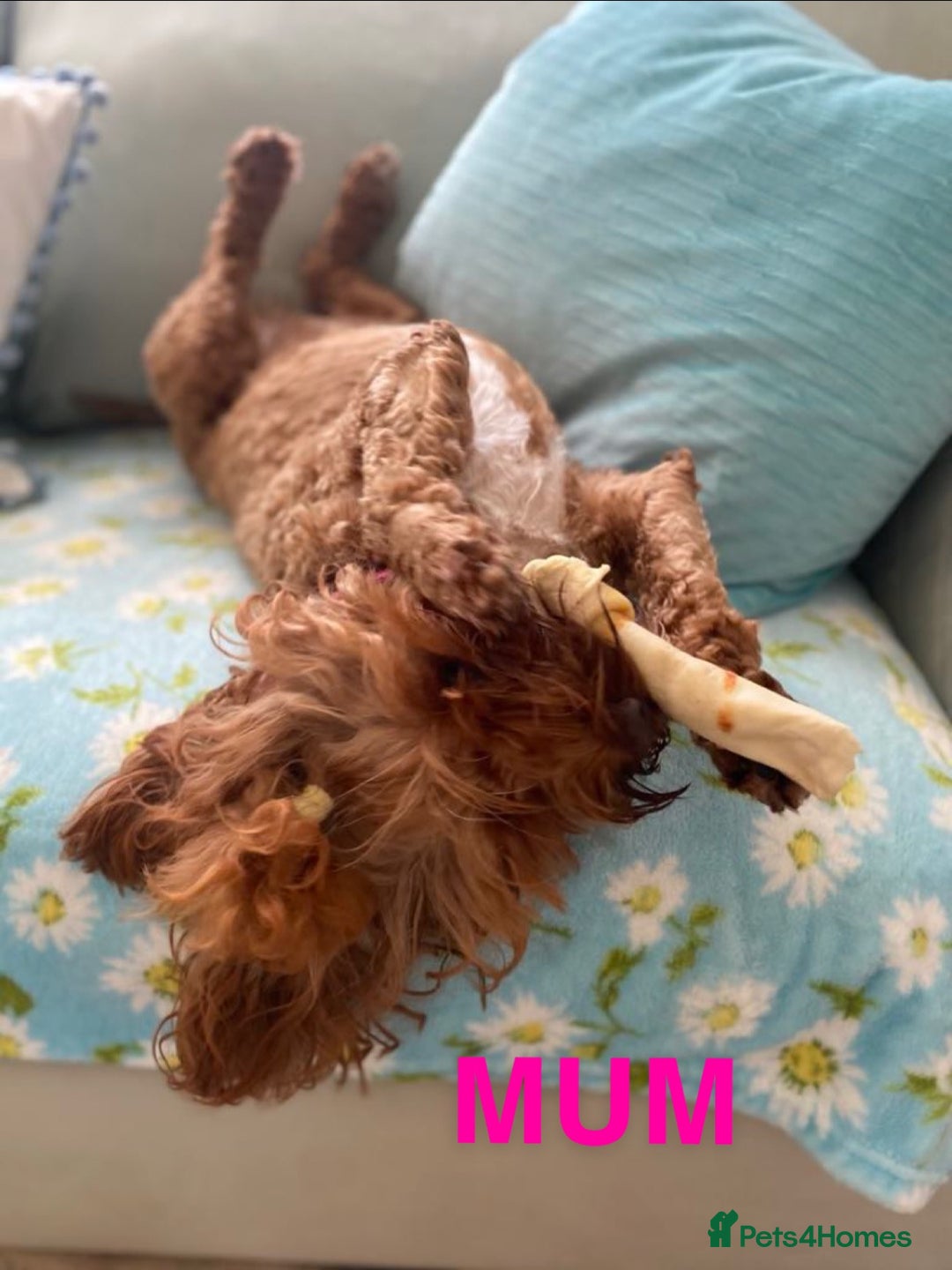 Cockapoo dogs for sale: Beautiful Cockapoo litter with Parents DNA  - Image 12