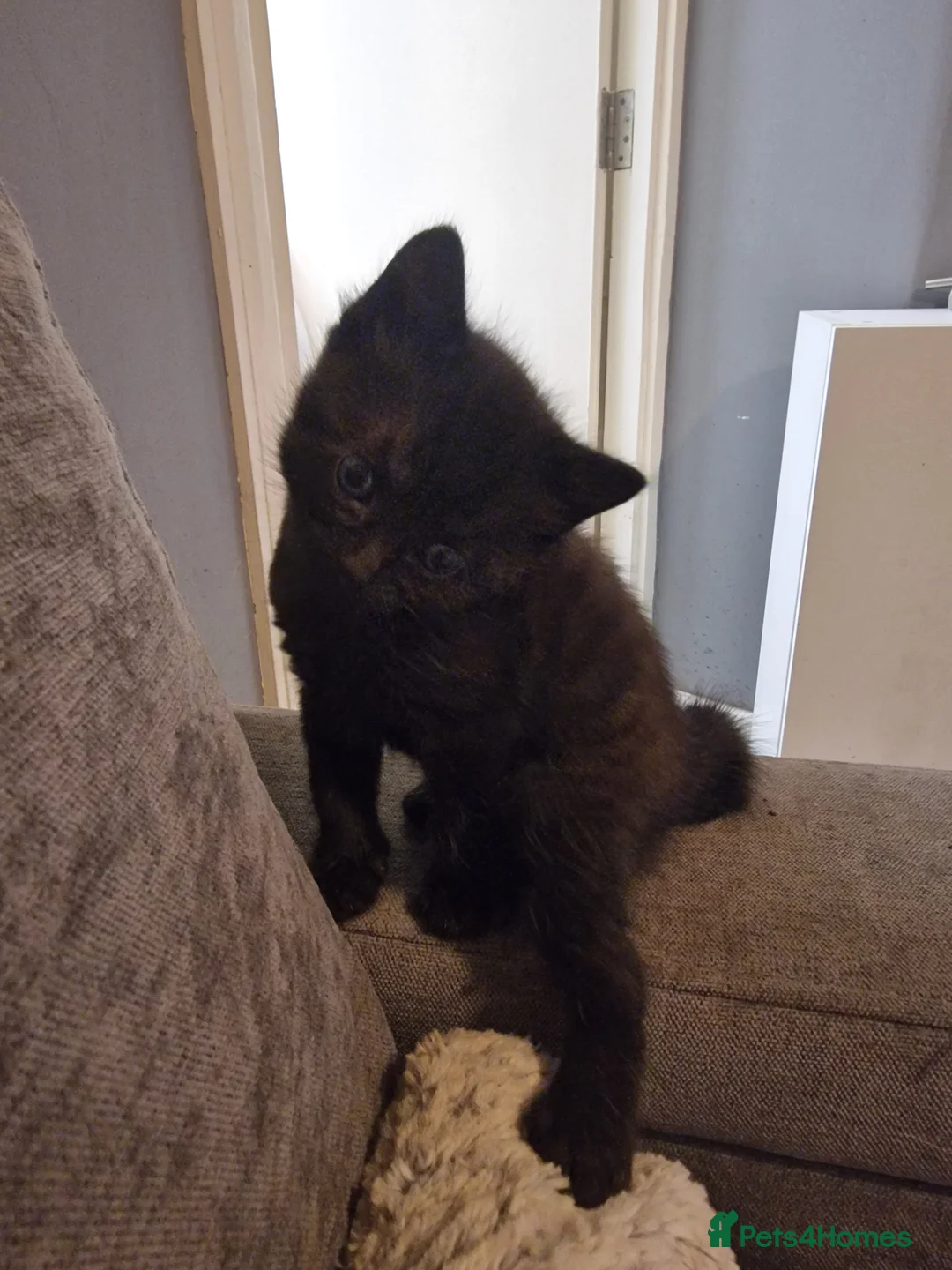 Mixed Breed cats for sale: Long haired kittens - Advert 10
