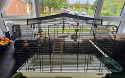 Budgerigars birds for sale: Medium bird cage - Image 3