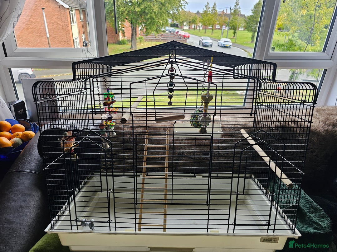 Budgerigars birds for sale: Medium bird cage - Image 3