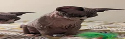 Sphynx cats for sale: *PEDIGREE SPHYNX* TICA REGISTERED *DNA HCM4 CLEAR* - Advert 27