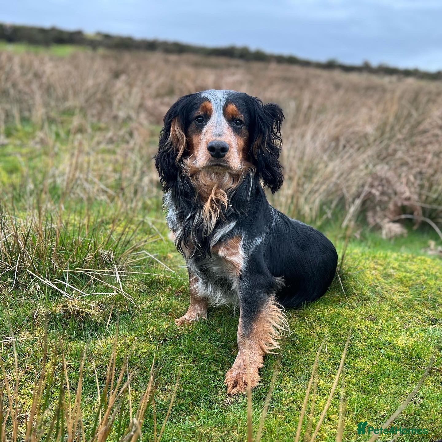 Cocker Spaniel dogs Blue roan and tan cocker stud dog in Frome - Advert 16