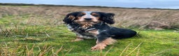 Cocker Spaniel dogs for stud: Blue roan and tan cocker stud dog in Frome - Advert 1