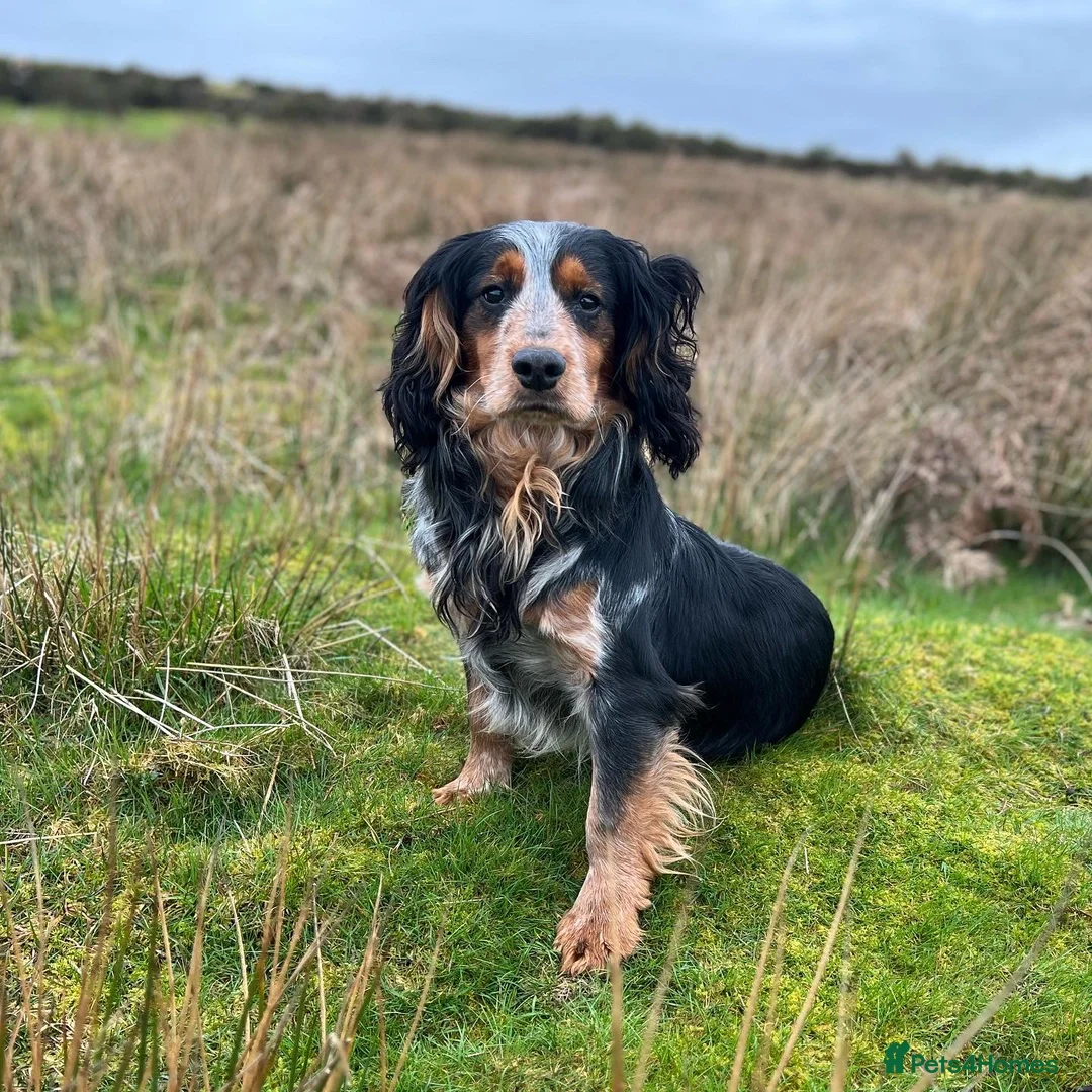 Cocker Spaniel dogs for stud: Blue roan and tan cocker stud dog in Frome - Advert 1