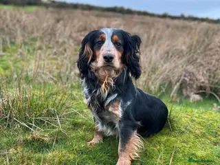 Cocker Spaniel dogs Blue roan and tan cocker stud dog in Frome - Advert 1