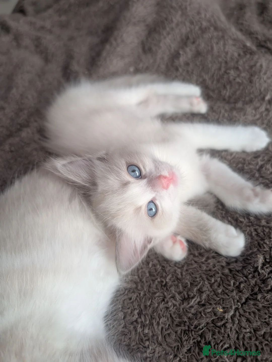 Ragdoll cats for sale: Beautiful blue bi colour boy for sale, vaccinated  - Advert 17