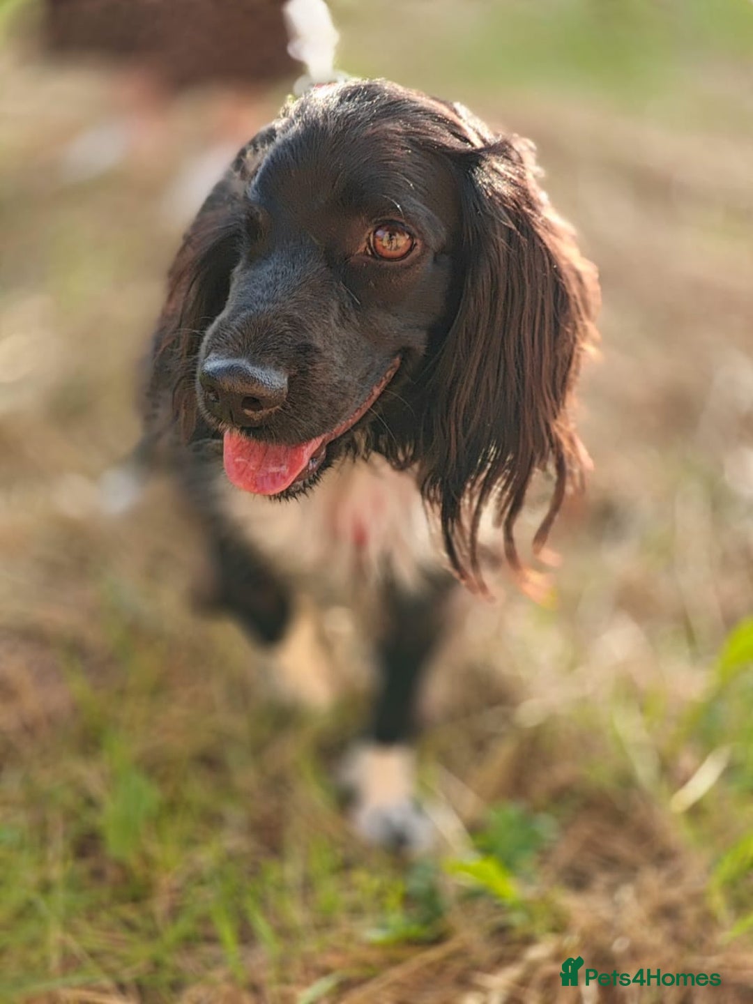 Cocker Spaniel dogs for adoption: 💖🐶 MIKA 🐶💖 - Image 20