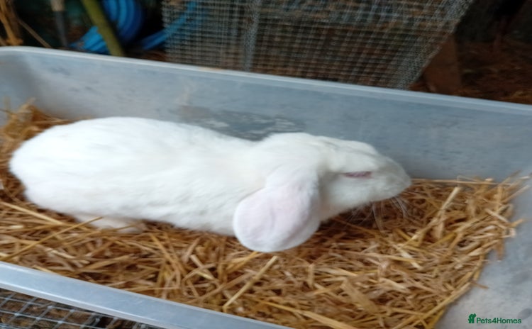 French Lop rabbits - Advert 1