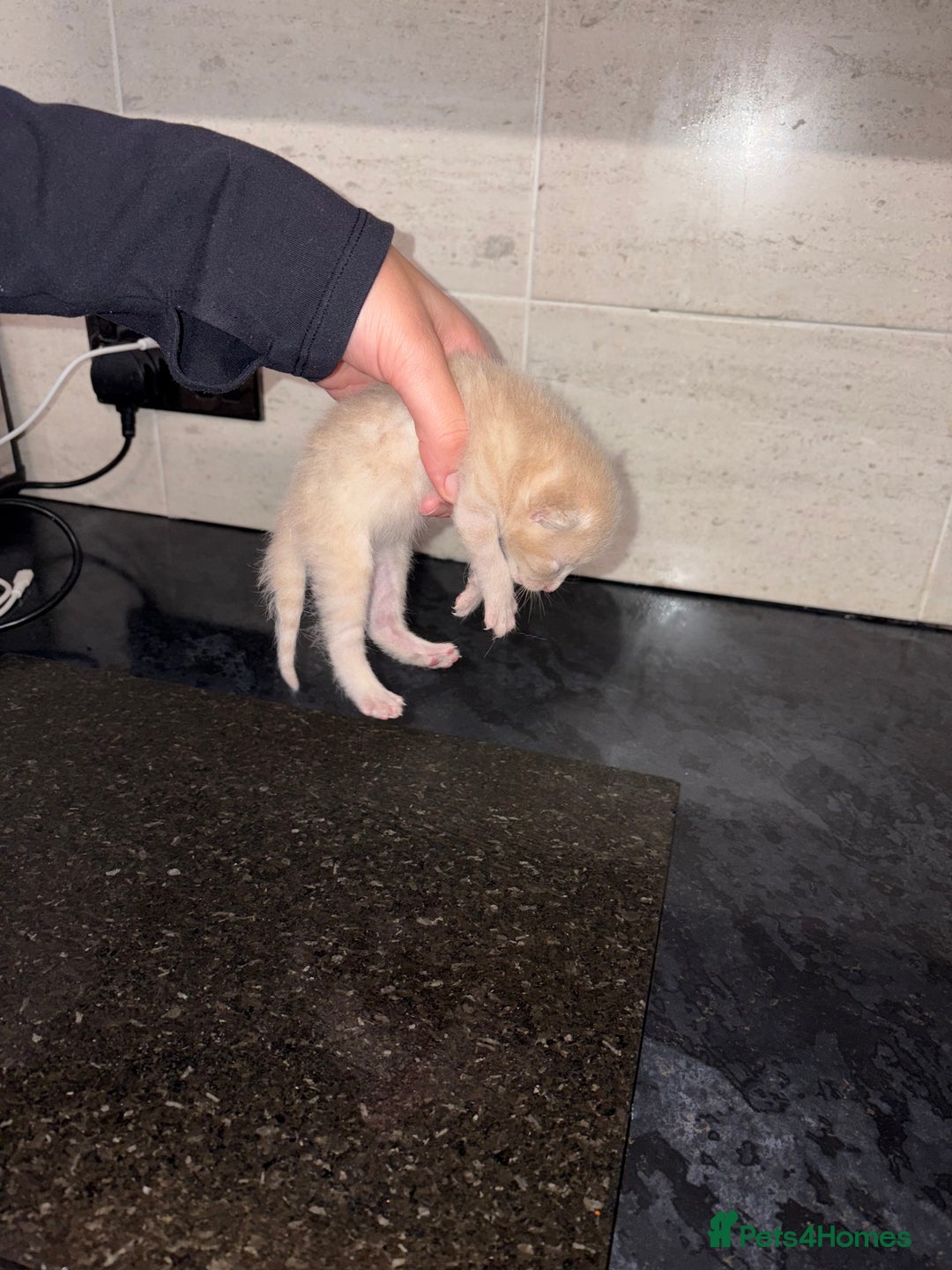 Bengal cats for sale: Bengal mixed Tabby - Advert 14