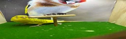 Budgerigars birds for sale: Mixed budgies  - Advert 12