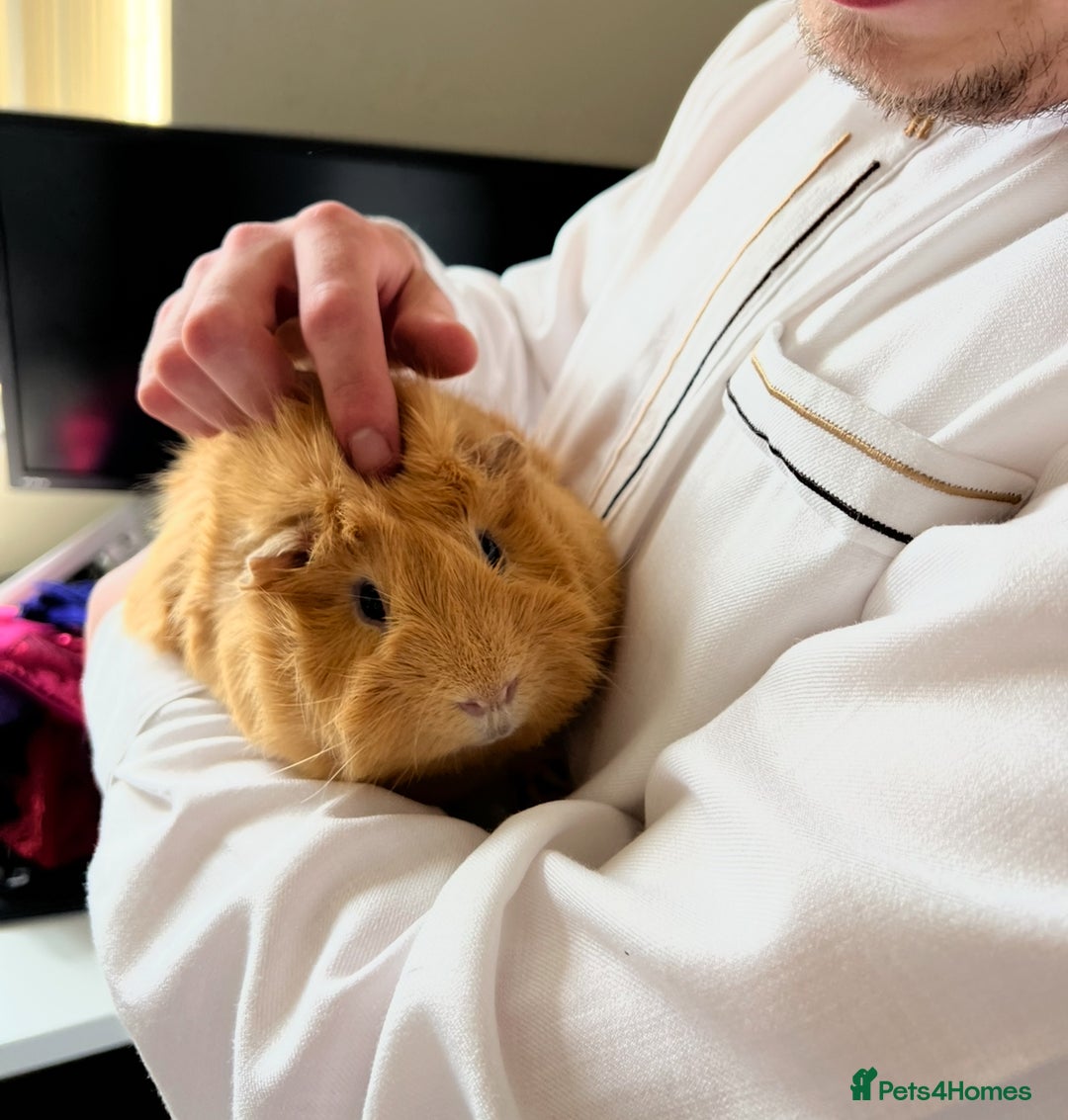 Guinea Pig rodents for sale: 2 male guinea pigs  - Image 2