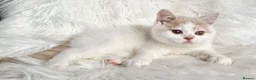 British Shorthair cats for sale: Gorgeous loving purr machines  - Advert 32