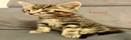 Mixed Breed cats for sale: Tabby kittens  in Abingdon - Advert 10