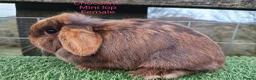 Mini Lop rabbits for sale: Various Adult Mini Lops - Advert 5
