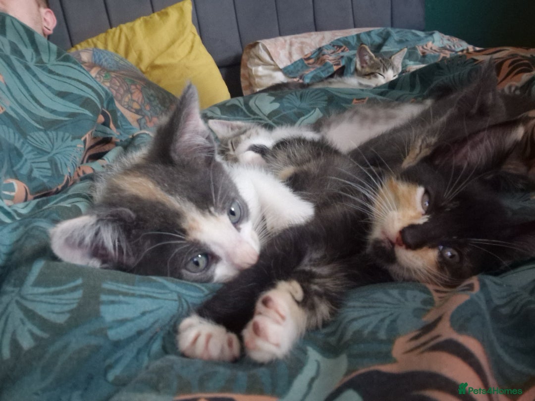 Mixed Breed cats for sale: Maine coon X Sphynx - Advert 10