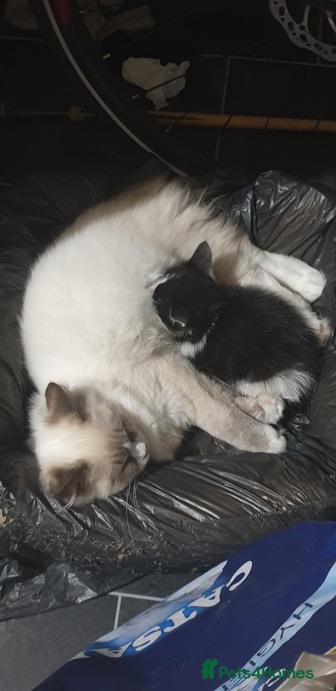 Ragdoll cats for sale: Ragdoll X Maine Coon  - Image 12