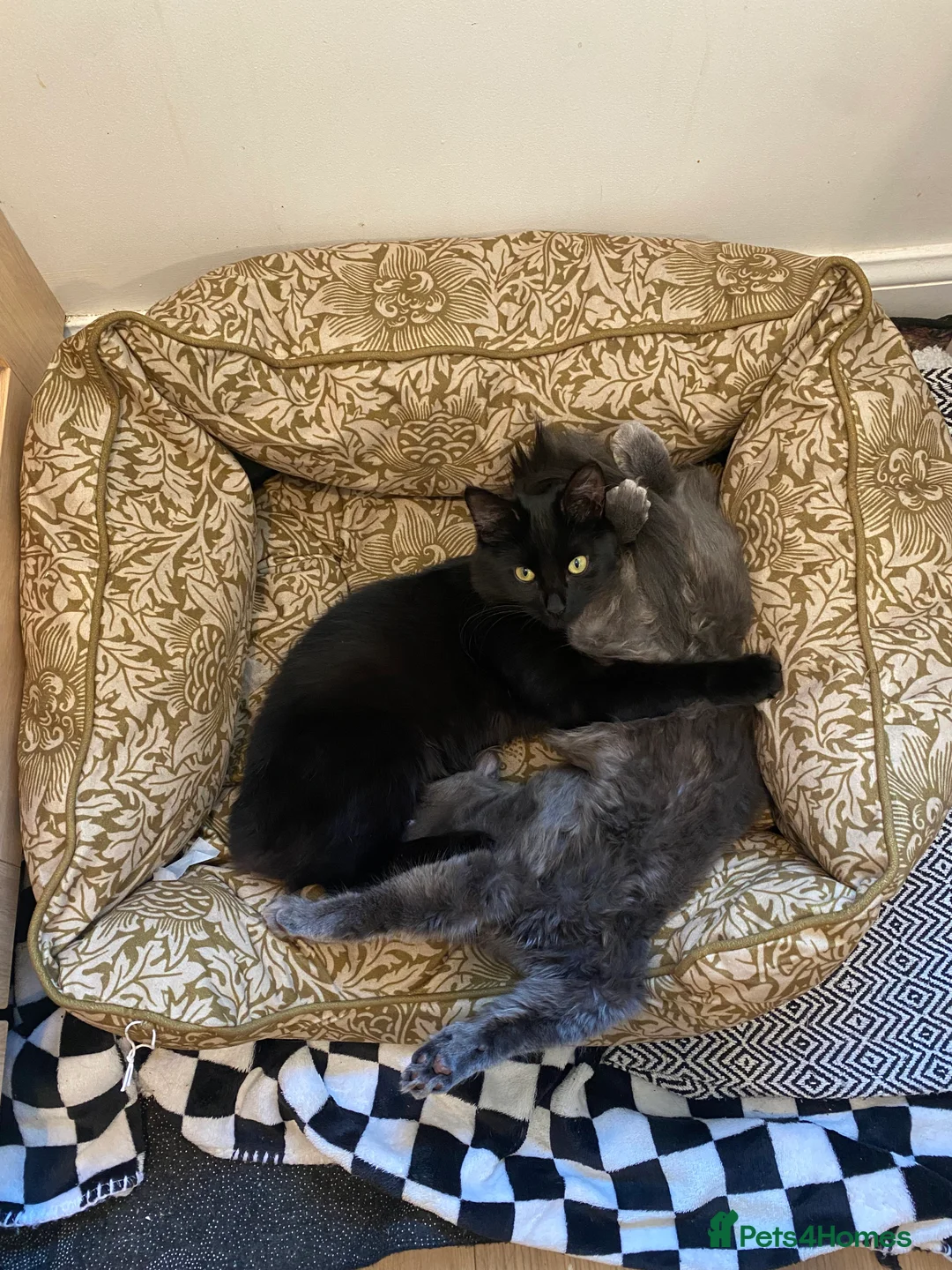 Mixed Breed cats for sale: Two siblings  - Advert 2