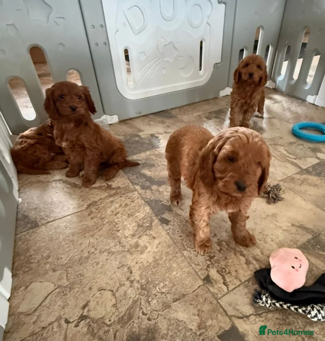 Cockapoo dogs for sale: Stunning Cockapoo Puppies - Advert 6