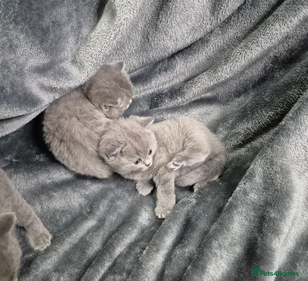 British Shorthair cats for sale: Perfect bsh kittens, very chunky and fluffy!!!! - Advert 5