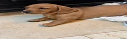 Mixed Breed dogs for sale: Dachsador in Wellington - Advert 7