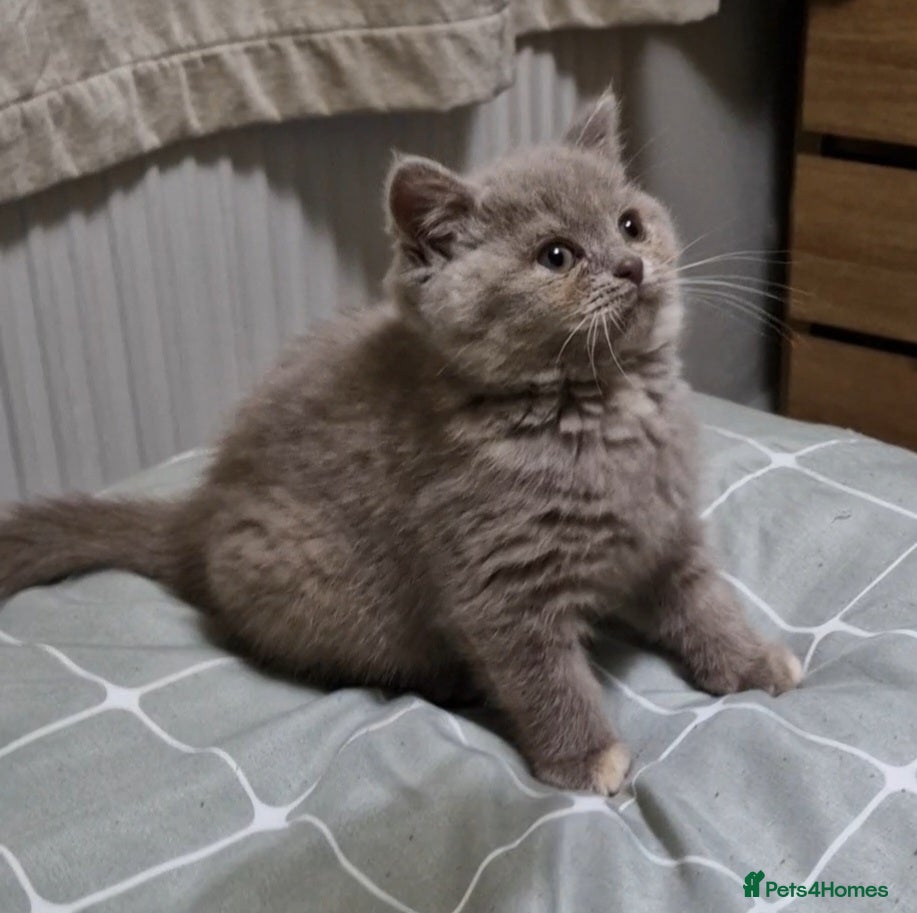 British Shorthair cats AVAILABLE Female lilac British Shorthair kitten - Advert 1