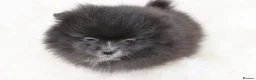 Pomeranian dogs for sale: Sold sold BABY BOY POMERANIAN. - Advert 10