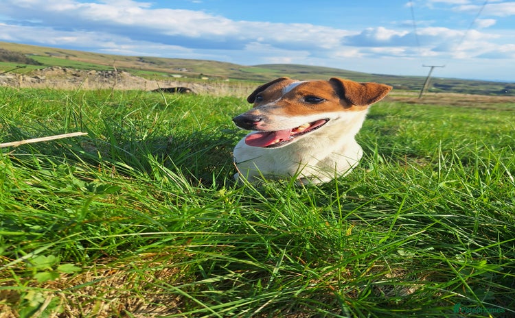 Jack Russell dogs - Advert 1