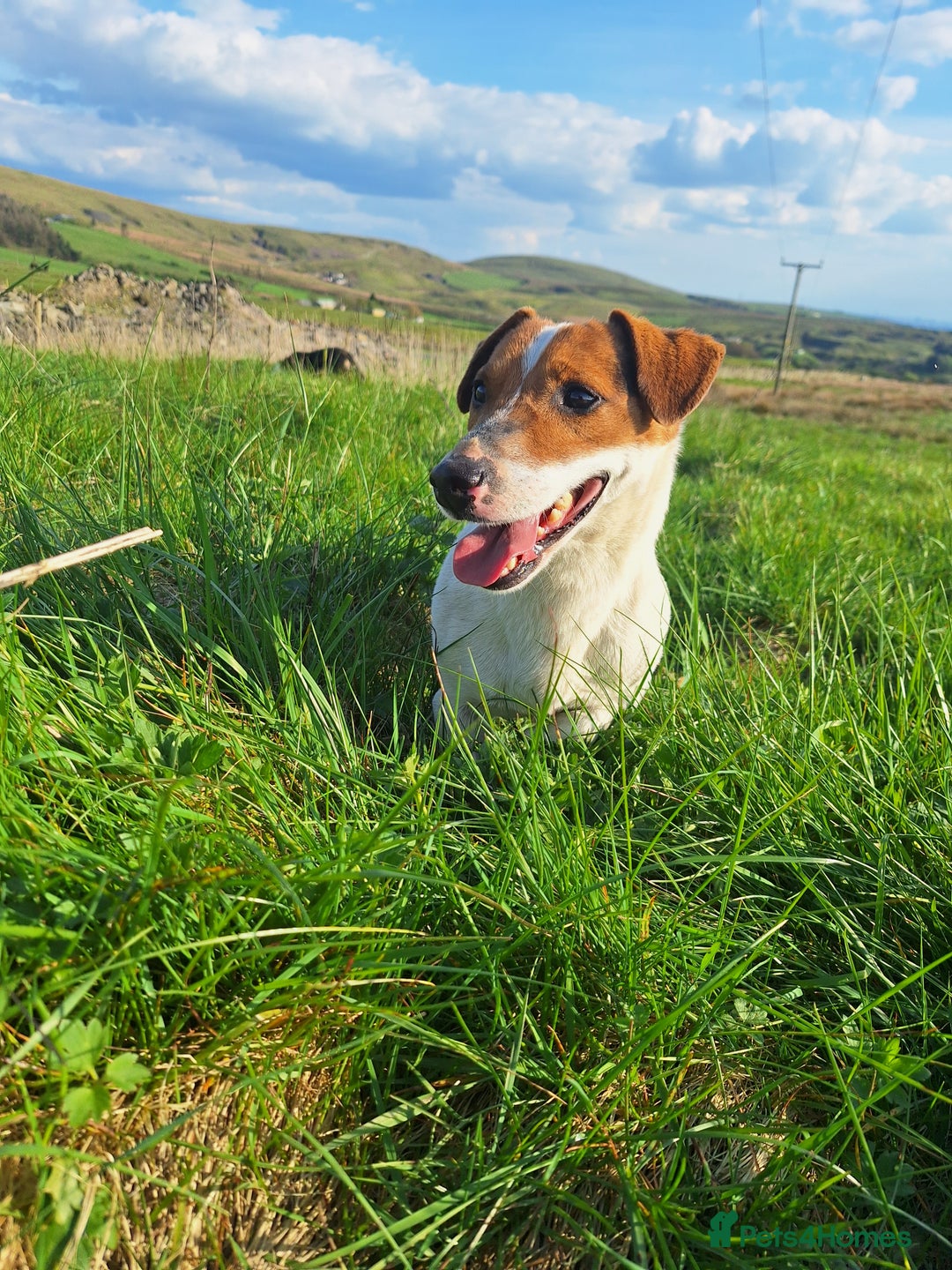 Jack Russell dogs for sale: Bronson - Image 1